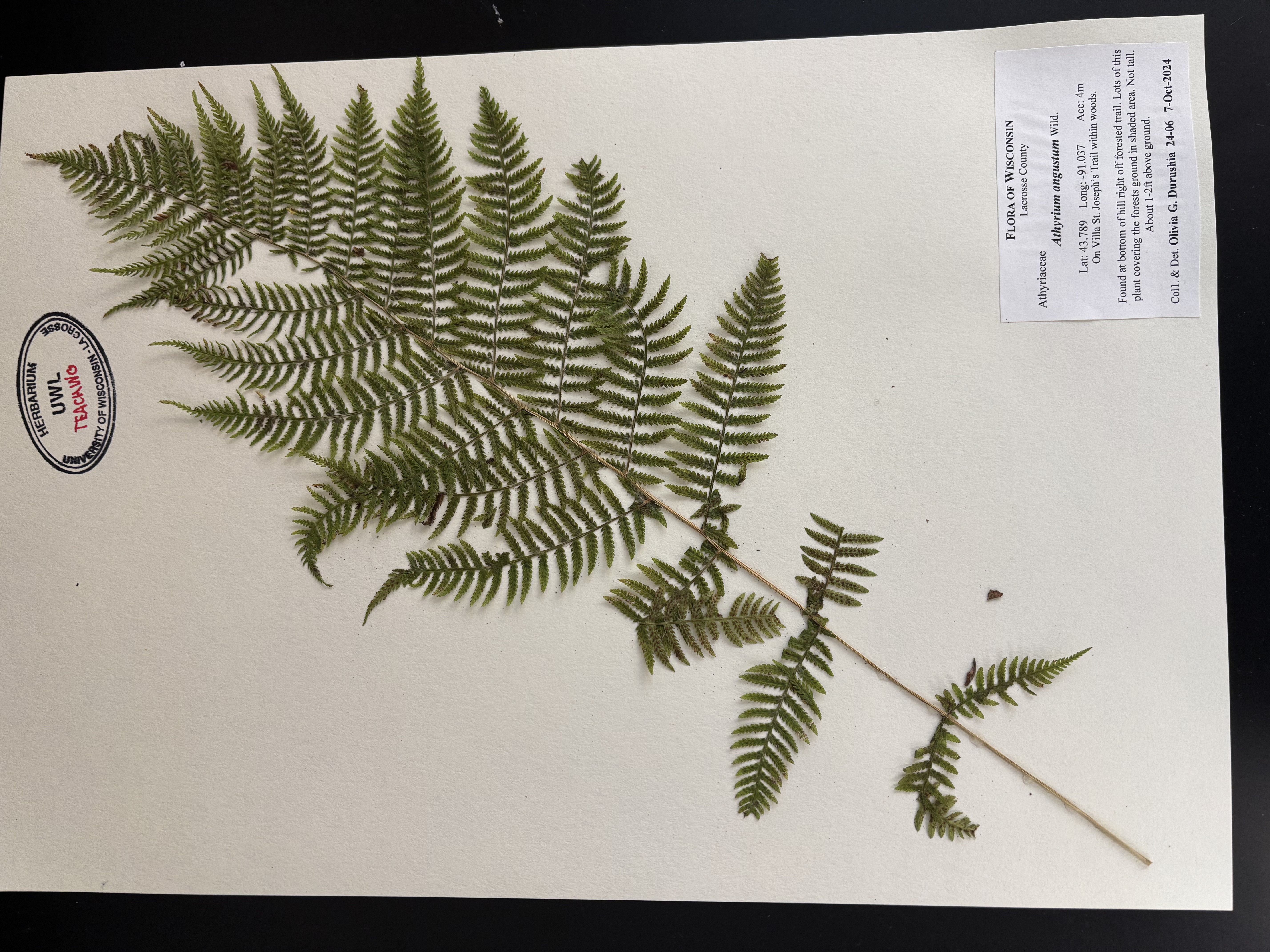<p>Lady fern</p>