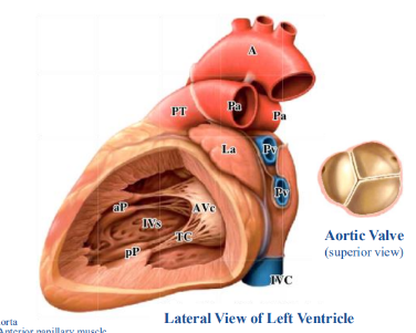 <p>-internal surface of left ventricle raised into ridges (trabeculae carneae)</p><p>-left AV (mitral) valve composed of two cusps that are anchored to anterior and posterior papillary muscles by tendinous cords</p><p>-aortic valve not well seen from inside of left ventricle</p>