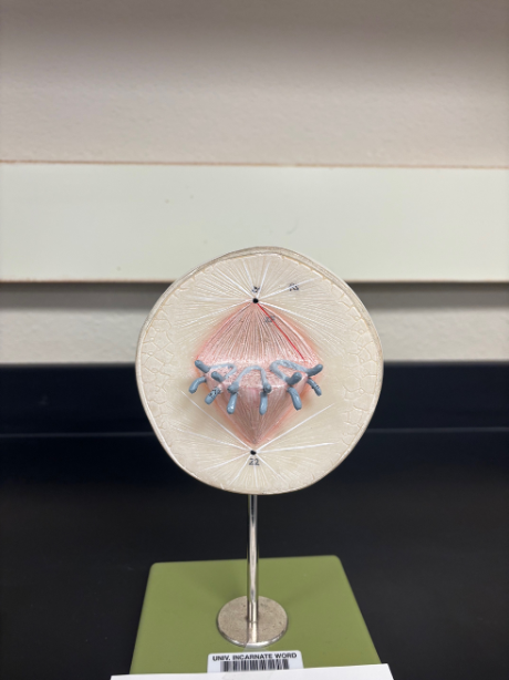 <p>What stage of mitosis is this? </p>