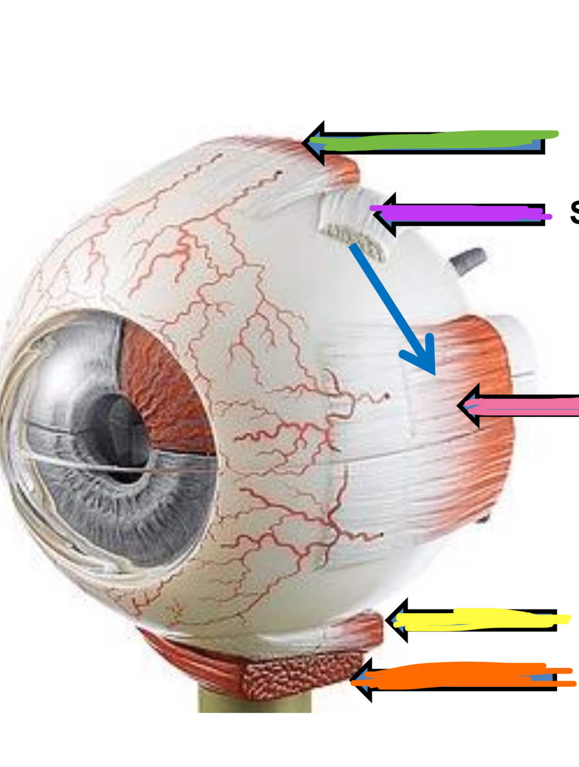 <p>Green points to what extrinsic muscle of the eye</p>