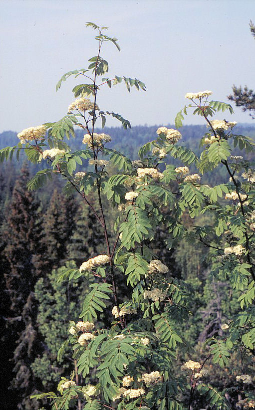 <p>Pihlaja</p>