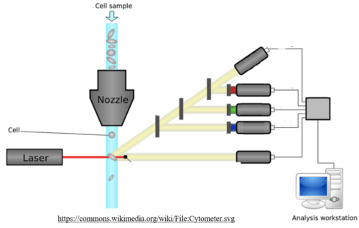 <p>flow cytometry</p>