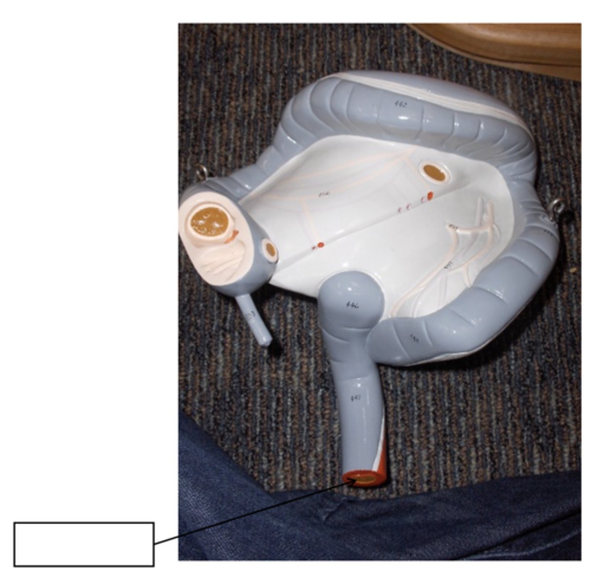 knowt flashcard image