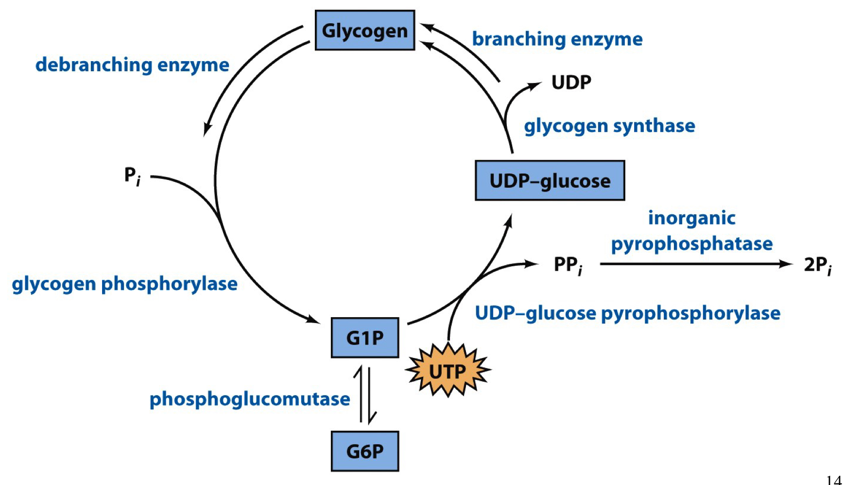 
1. UDP-glucose pyrophosphorylase 
2. glycogen synthase
3. branching enzyme