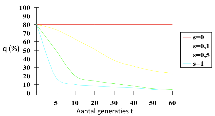 * ookal ga je streng selecteren → indien heterozygoten niet kunnen herkend worden → q blijft nog in de populatie in heterozygote dragers
* selectie tegen een recessief allel q obv het fenotype is niet efficient!
* gebruik van DNA testen → niet altijd mogelijk