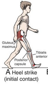 all hip extensors eccentric
- but cannot really comment bc IC is one point in time