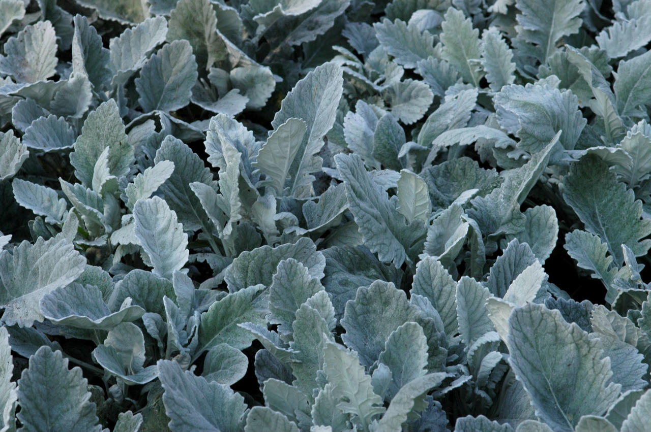 <p>Hopeavillakko</p>