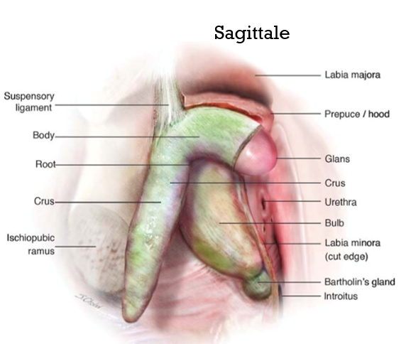 <p>Deux glandes de chaque côté de l’entrée vaginale dans les grandes lèvres </p>