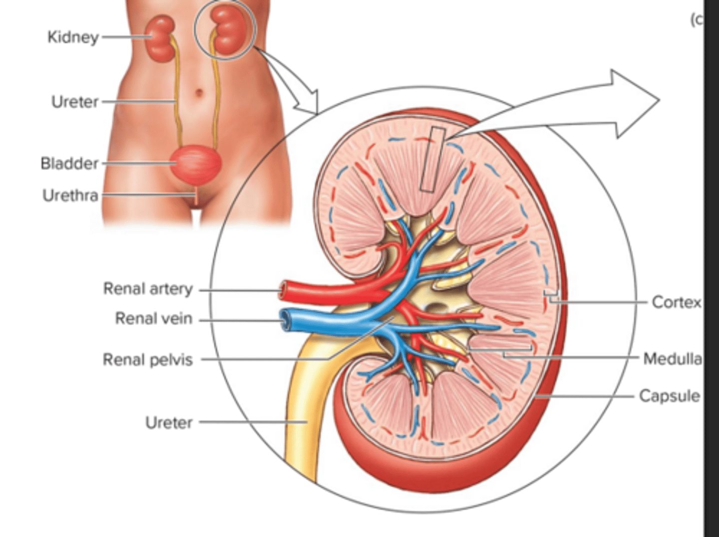 <p>filters out waste and forms urine, tied to circulatory system</p>