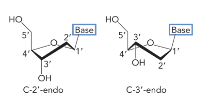 <p>C-2’ endo and C-3’ endo</p>