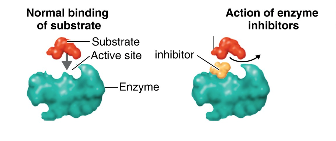 <p>fills active site of an enzyme and competes with the substrate, sulfanilamide</p>