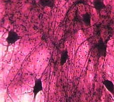 <p>Name the tissue</p>