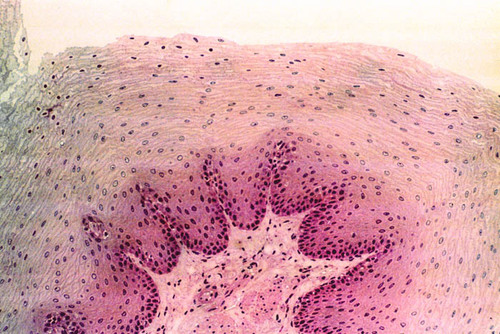 <p>Name the tissue</p>