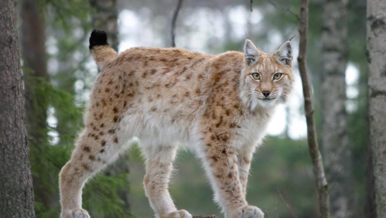 <p><em>Lynx lynx</em></p>