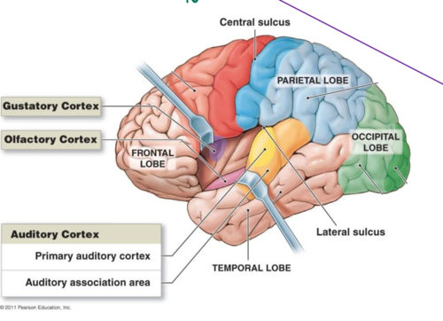 <p>Primary olfactory cortex is involved both processing and coding of olfactory information (type and intensity); converged inputs from the glomeruli</p>