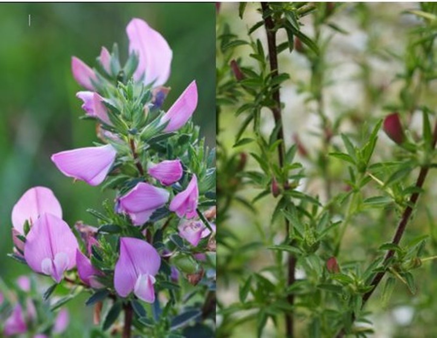 <p>welke plant</p>