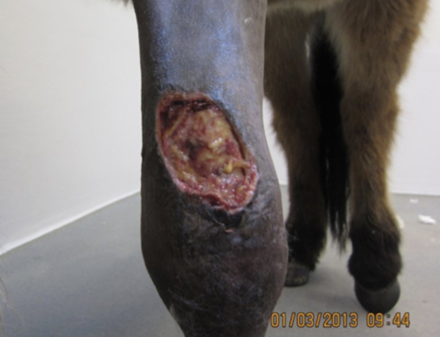 <p>Du tilser en hest, som har et sekundært helende sår cranialt på antebrachium. Hvilken type primærlag vil du anvende i din forbinding for at fremme granulationsvævsdannelsen i dette sår?</p><p>- Skum (foam)</p><p>- Skum (foam) med sølv</p><p>- Silikone</p><p>- Alginat</p>