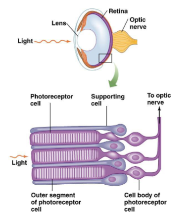 <p><span><span>Cephalopod eye and retina</span></span></p>