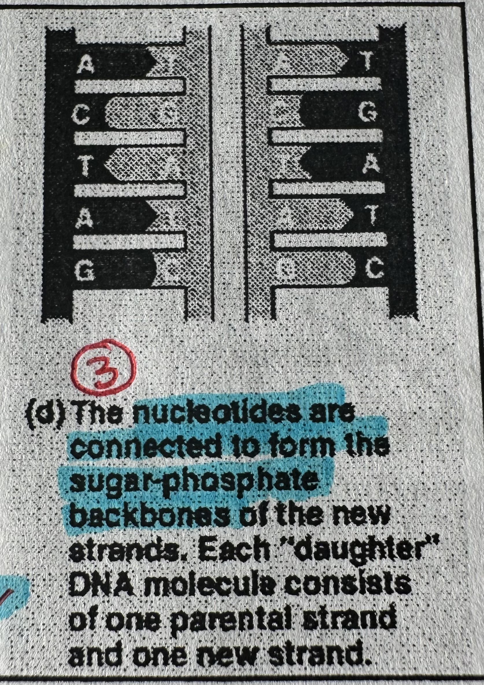 <p>end up with TWO IDENTICAL strands of DNA. Can now SUPER COIL into a CHROMOSOME and enter CELL DIVISION.</p>
