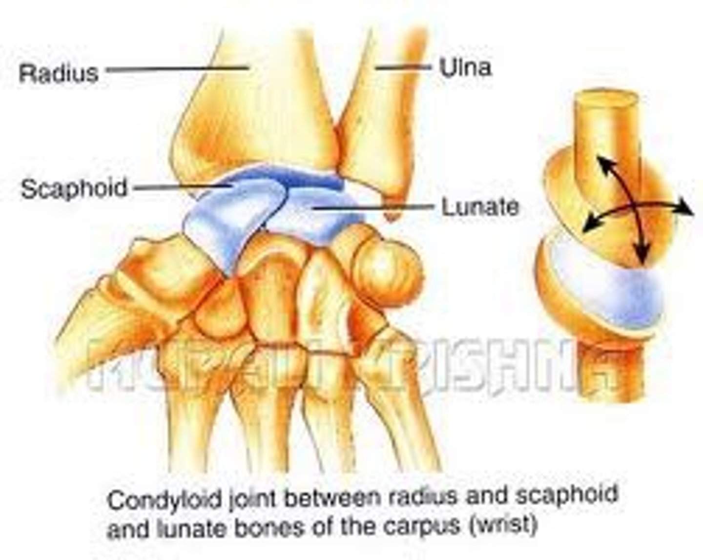 <p>Biaxial- Allows movement but no rotation (e.g. wrist)</p>