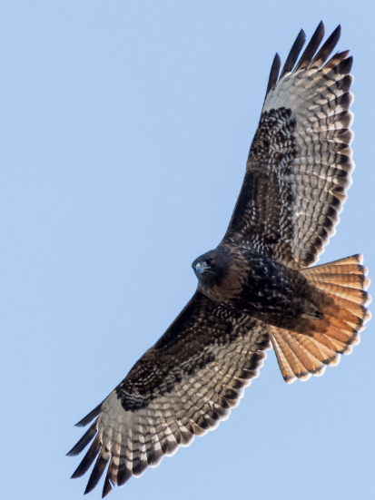 <ul><li><p>reddish tail</p></li><li><p>soar high overhead</p></li></ul><p></p>