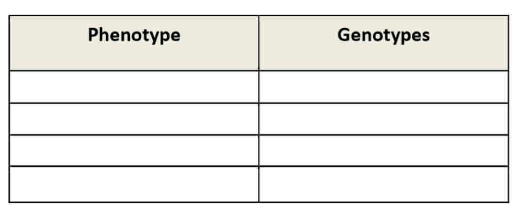 <p>Complete this table with the possible phenotypes and genotypes of the 3 alleles</p>