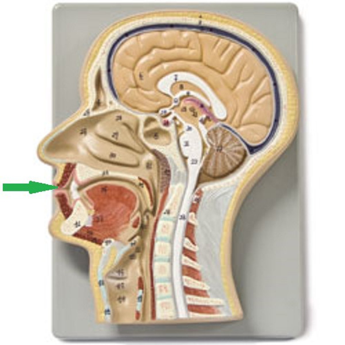 knowt flashcard image