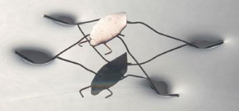<p>Surface Dwellers</p>
