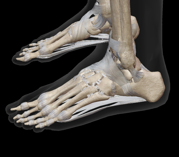 <p>Name the joint (ankle)</p>