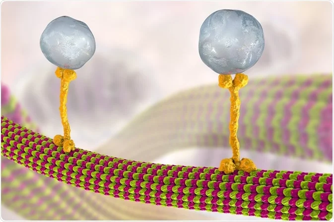 <p>Fra cellekroppen går det motorproteiner på celleskjelletet (tenk rabies) som frakter næring og nevrotransmittere slik at de kommer fram.</p><p></p>