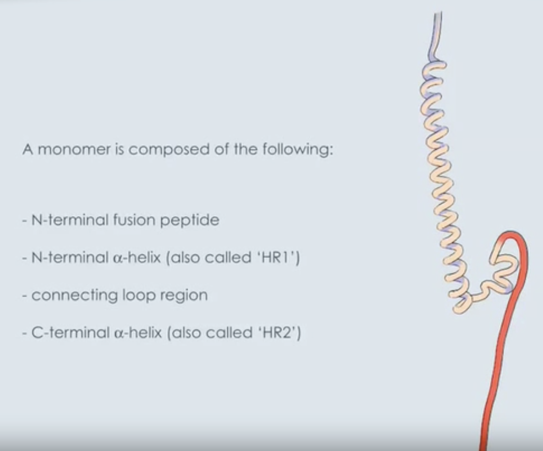 <p><strong>FALSE</strong></p><p>During the fusion process in HIV-1, the C-terminal region anchored in viral membrane undergoes <u>a-helical</u> transition and runs alongside outside of core</p>