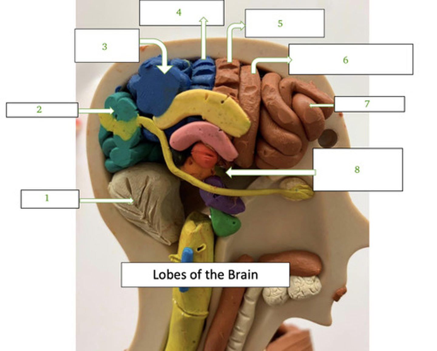 <p>2 - visual processing, reading, visual memory</p>