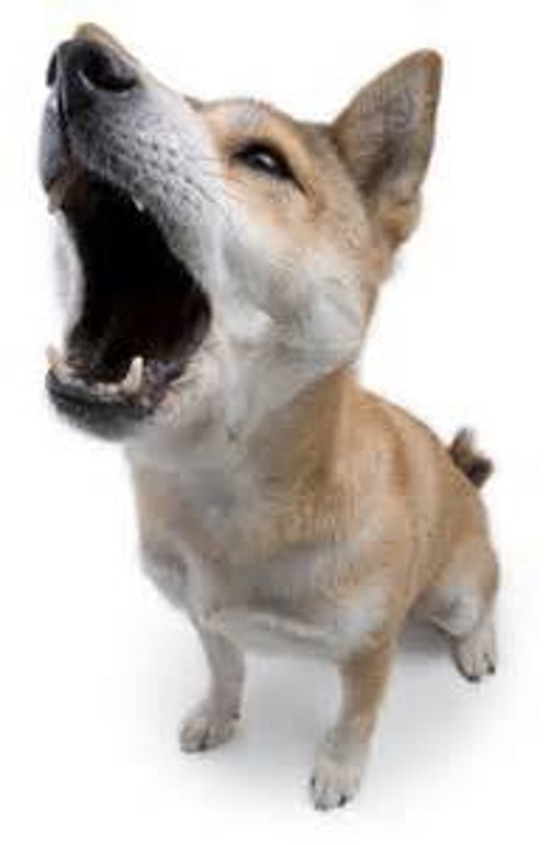 <p>to bark</p>