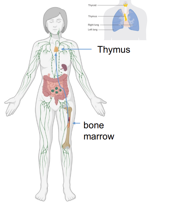 <ul><li><p>T cell precursors originate in the<strong> bone marrow</strong> </p></li><li><p>T cell precursors <em>migrate </em>to the <strong>thymus </strong>where they <strong>maturate</strong>.</p></li></ul><p></p>