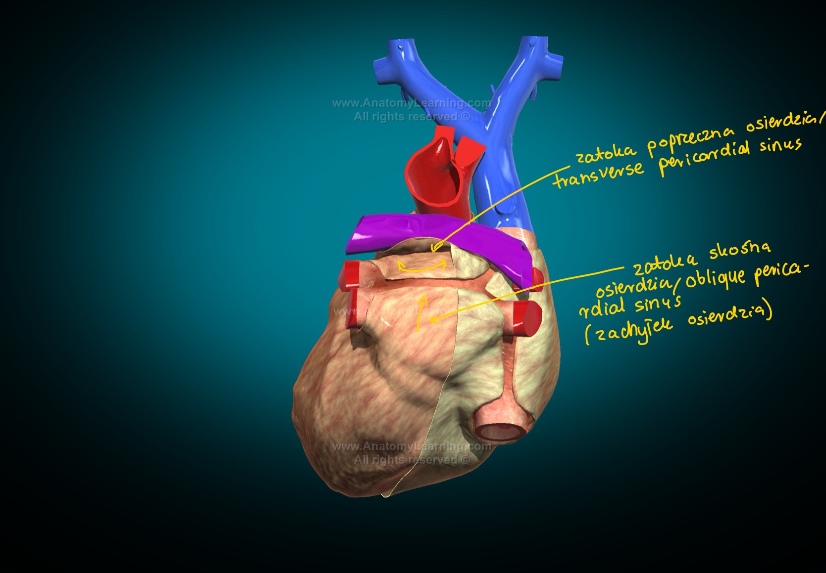 <ul><li><p>z przodu: ściana tylna aorty wstępującej i pnia płucnego</p></li><li><p>z tyłu: powierzchnia przednia obu przedsionków</p></li><li><p>od dołu: kąt powstały przez styk przedsionków z wyżej wymienionymi pniami tętniczymi</p></li><li><p>od góry: blaszka ścienna osierdzia rozpięta między żylnymi i tętniczym końcem serca, do której od góry przylega t. płucna prawa</p></li></ul>