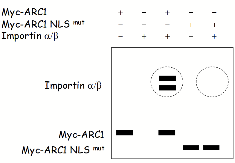 <p>Used to assess “cargo” protein-importin binding → does a nuclear-localized protein interact with importin?</p><ul><li><p><strong>“Bait"</strong>: purified epitope-tagged nuclear protein.</p></li><li><p><strong>“Prey”</strong>: purified importin (alpha/beta subunits).</p></li></ul><p>Step 1: mix “bait” and/or “prey” proteins <em>in vivo</em>.</p><p>Step 2: add agarose beads coated with anti-epitope-tag IgGs.</p><p>Step 3: isolate beads (via centrifugation) along with all associated (i.e. bait and interacting) proteins.</p><p>Step 4: SDS-PAGE and Coomassie blue staining/</p>