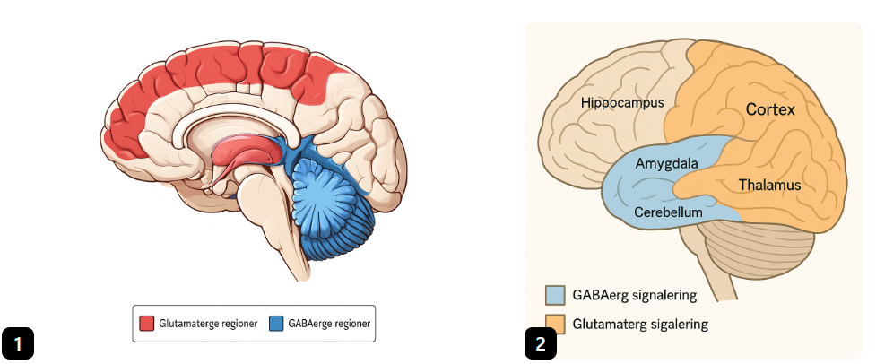 <p>Glutaminerg signalering finnes over hele hjernen</p><p>Dominant i cortex, hippocampus, thalamus og amygdala</p><p></p><p>GABA: utbredt i hele hjernen som interferoner (lokale hemmede nevroner)</p><p>Dominant i cortex, hippocampus, amygdala</p>