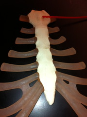 upper portion of the sternum