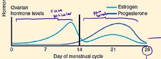 <ul><li><p><strong>Fase folicular:</strong></p><ul><li><p>Alto nivel de estrógenos</p></li><li><p>Desarrollo de los folículos</p></li><li><p>El endometrio crece</p></li></ul></li><li><p><strong>Ovulación:</strong></p><ul><li><p>Pico de FSH</p></li><li><p>El folículo se rompe y libera el ovocito</p></li></ul></li><li><p><strong>Fase lútea:</strong></p><ul><li><p>El folículo roto se transforma en el cuerpo lúteo</p></li><li><p>El cuerpo lúteo produce grandes cantidades de progesterona → prepara el útero para la fecundación</p></li><li><p>Si hay fecundación:</p><ul><li><p>El cuerpo lúteo se mantiene activo gracias a la hormona hCG</p></li></ul></li><li><p>Si no hay fecundación:</p><ul><li><p>Cuerpo albicans</p></li><li><p>Menstruación (comienza el día 0, al final de la fase lútea)</p></li></ul></li></ul></li></ul><p></p>