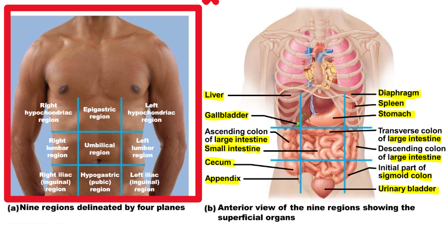 <p>Abdominopelvic regions</p>