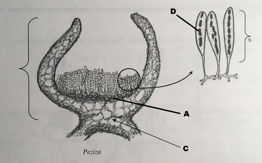 <p>C</p>
