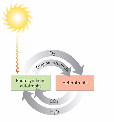 <p>In the circular diagram showing photosynthetic autotrophs and heterotrophs, what is the overall energy flow?</p>
