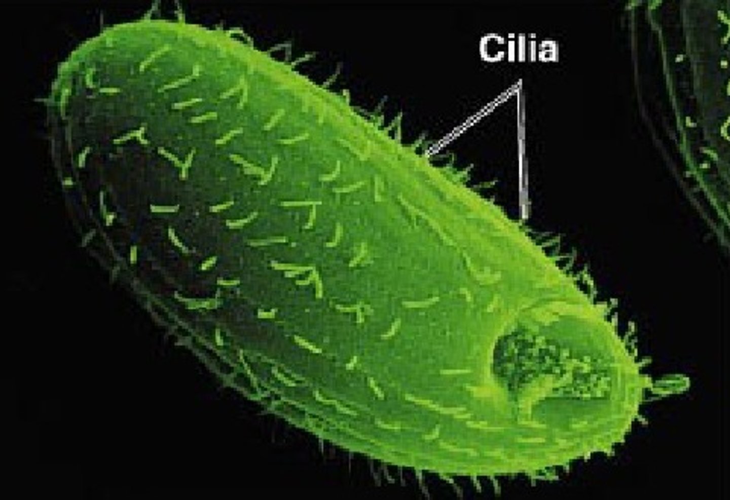 <p>- same structure as flagella but shorter</p><p>- still for motility</p><p>- sweep in one direction only</p>