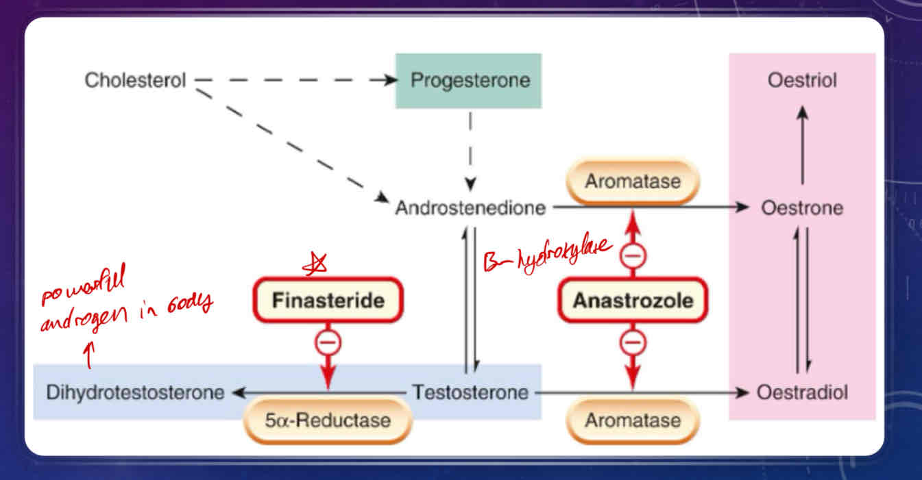 <ul><li><p>starts with cholesterol (like other steroid hormones)</p></li><li><p><strong>androstenedione</strong> is a precursor produced either directly from cholesterol or from progesterone</p></li><li><p>androstenedione is further converted to either testosterone or to <strong>estrone</strong> by assistance of aromatase enzyme</p><ul><li><p>estrone can be reversibly converted to estradiol (<strong>estrogen</strong>)</p></li><li><p>aromatase can also convert testosterone to estradiol (<strong>estrogen</strong>)</p></li></ul></li><li><p>5alpha-reductase can convert testosterone in the plasma to dihydrotestosterone, which is a powerful, active androgen in the body</p></li></ul>