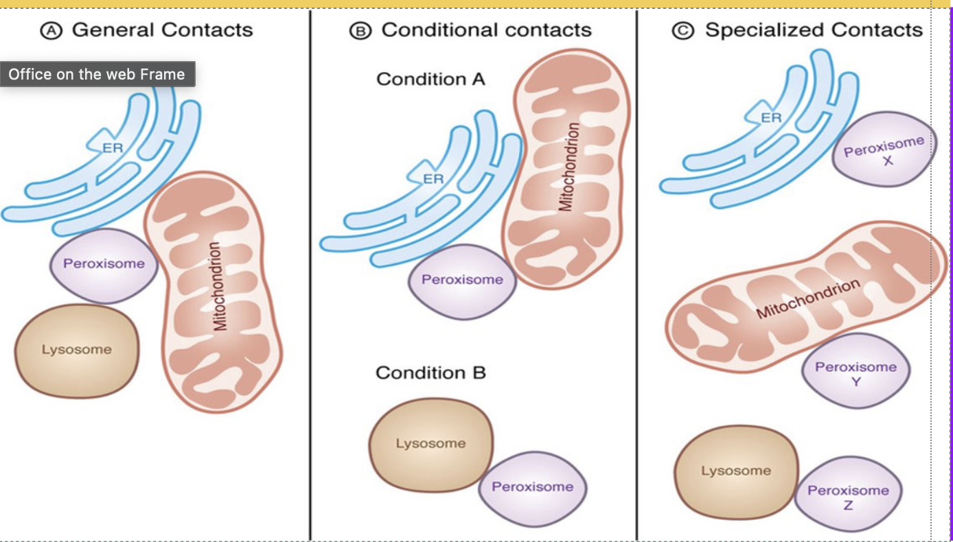 <p>what are peroxisomes?</p>