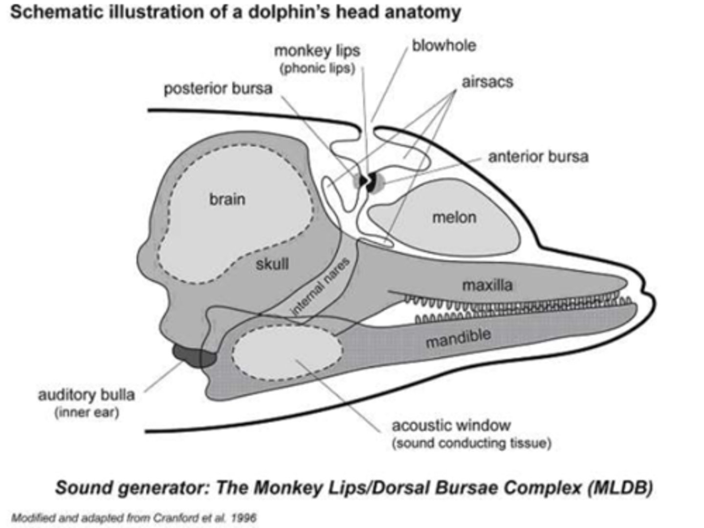 <p>1) Air is forced between a pair of MLDB - rapidly open and close (vibrate) -&gt; produce sounds (clicks and whistles)</p><p>2) The phonic lips are two parallel ridges of transverse, keratinized tissue with fine grooves that direct flow into the vestibular air space for recycling (i.e., not expelled through the nares)</p><p>3) Airflow is under voluntarily control - variety of sounds is possible</p><p>4) The two MLDBs can function independently -&gt; two different sounds simultaneously (= two voiced calls) Also clicks are produced independently from whistles</p><p>5) The melon contains lipids that are impedance-matched to seawater - sounds are produced by air moving past the vibrating monkey lips acoustically separated from melon, which focuses and directs sounds into water Higher frequencies are more focused than lower frequencies!</p>