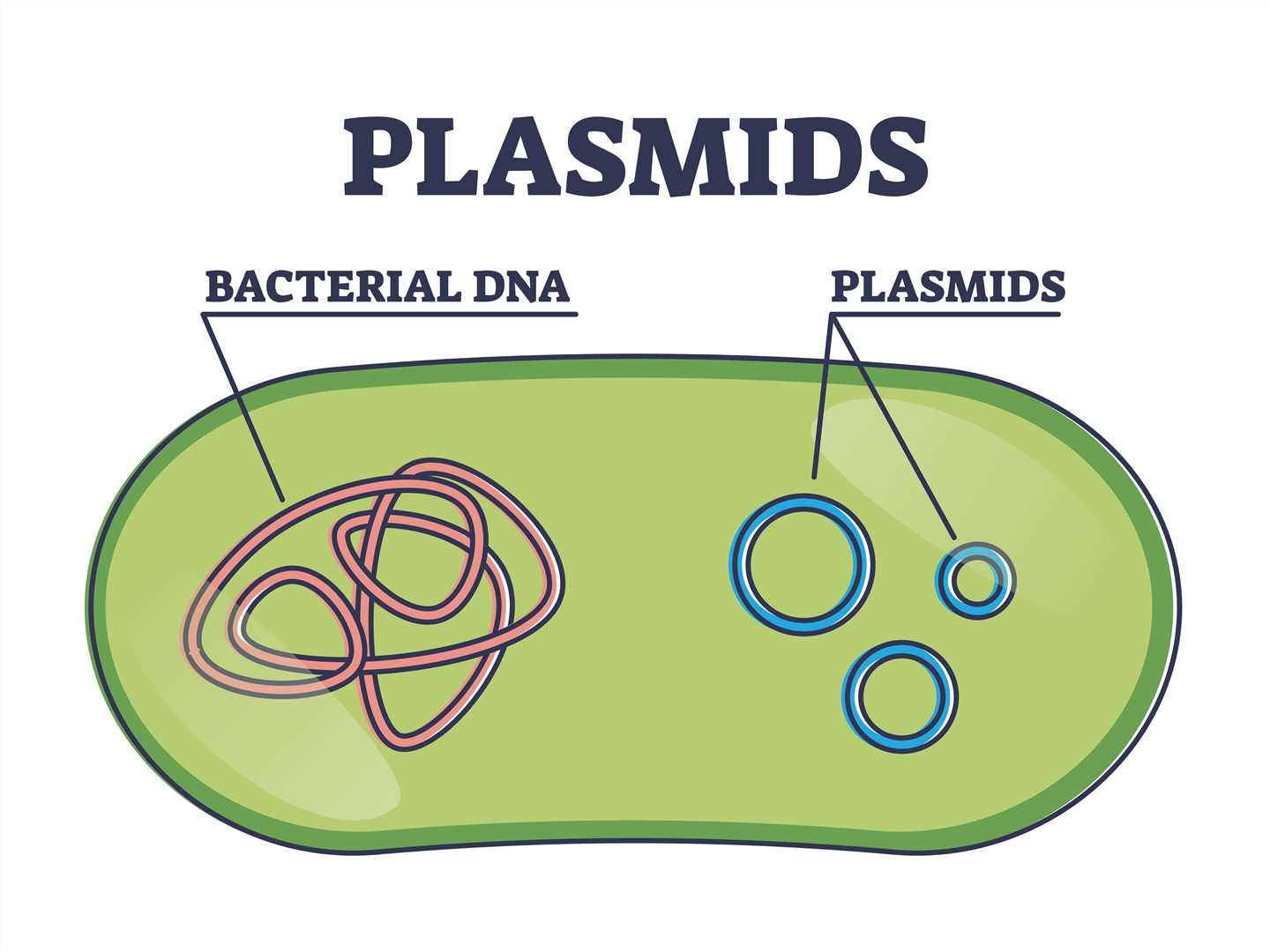 <ul><li><p>Plasmids are small, circular &amp; self-replicating DNA sections that can move between cells via pili-aided <strong><mark data-color="purple" style="background-color: purple; color: inherit">conjugation</mark></strong></p></li><li><p><strong><mark data-color="purple" style="background-color: purple; color: inherit">Inserts phenotypes (e.g., drug resistance) through homologous recombination</mark></strong><mark data-color="purple" style="background-color: purple; color: inherit">.</mark></p></li></ul><p></p>