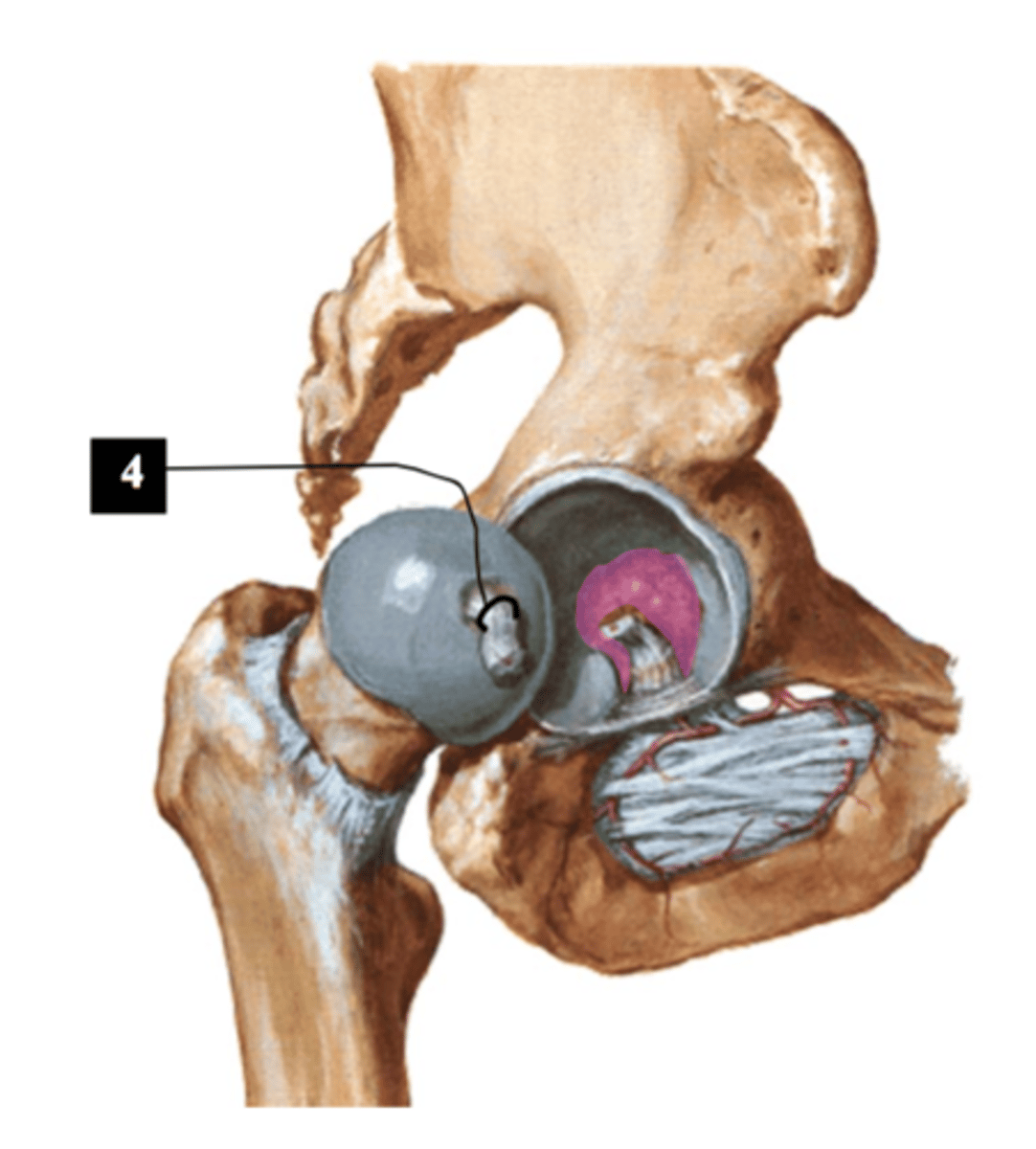 <p>Anatomy which carries blood supply to the femoral head</p>