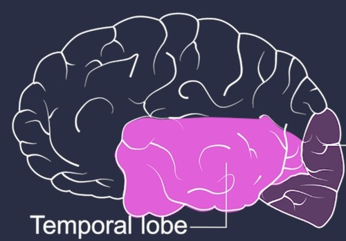 <p>responsible for hearing and contains the primary auditory cortex and involved with advanced visual processing.</p>