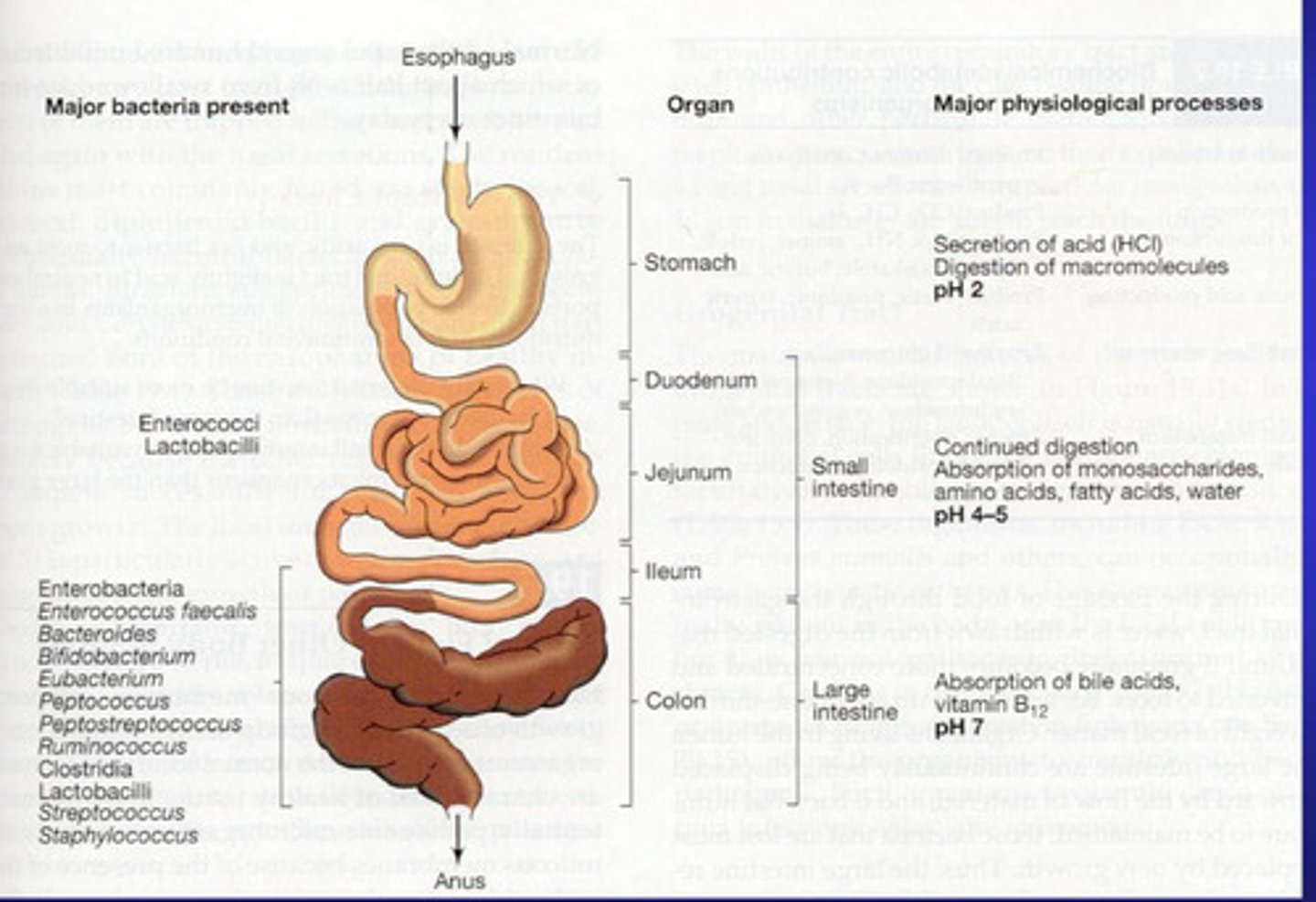 <p>Stomach</p><p>-The stomach contains many microorganism </p><p>-Stomach is very acidic which kills many microorganims - those that can survive (not many) include genera such as lactobacillus, Peptostreptococcus, and yeast - such as candida.</p><p>-Number of bacteria usually increases after a meal but the number drops after acidic nature of the stomach carries out its effect.</p><p>- Mycobacteria can survive passage through the stomach </p><p>-Changes in the gastric microbiota occur when there is an increase in pH e.g. intestinal obstruction = duodenal reflux, = microbiota of the stomach will reflect the oropharynx. Helicobacter pylori will be an exception in the stomach.</p><p>Small Intestine:</p><p>-Split into duodenum, jejunum and ileum </p><p>-Duodenum has few microorganism due to combined influence of the acidic gastric juices and the action of bile and pancreatic secretions</p><p>-The jejunum Gram positive rods and cocci dominate</p><p>-In the ileum the microbiota mimic the colon. Gram negative bacteria and members of the family Enterobacteriaceae dominate in these alkali environments. </p><p>Colon:</p><p>-Has largest microbial community in the body</p><p>-Microbiota consists of mainly of anaerobic gram negative non spore forming bacteria as well as bacteria, yeast and protozoa may occur as harmless commensals. </p><p>-Normal microbiota of GI tract is influenced by diet e.g. the Prescence/lack of bifido-bacterium and lactobacillus is dependent on feeding of new born infants</p><p>-Antibiotics effect Prescence of bacteria </p><p>-Normal microbiome has functions against infections </p>